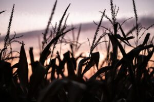 Mondscheinwanderung 2023 (5)